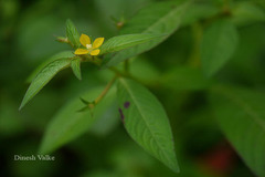 Ludwigia perennis